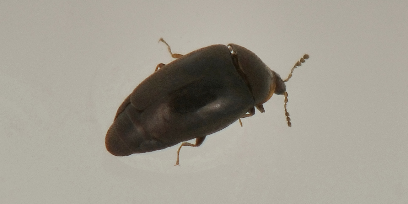 Corylophidae, in accoppiamento:  Clypastraea sp. (?)